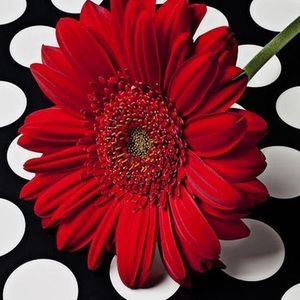 Meet your Posher, Valerie